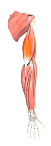  Triceps Tendonitis 